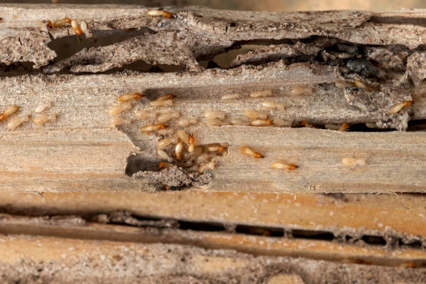 Best Commercial Pest Control Services  in Galveston, IN