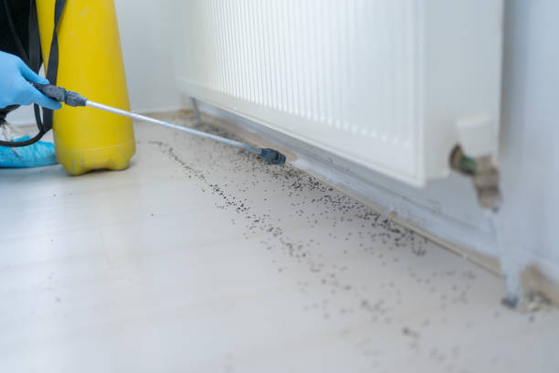 Best Flea Control Services  in Galveston, IN